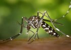 A comprehensive analysis of mosquito species and the diseases they transmit.