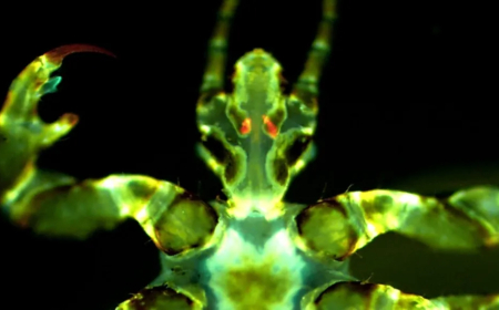 Human body lice could harbor the plague and spread it through biting 