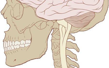 What effect does technology have on the humanbrain?