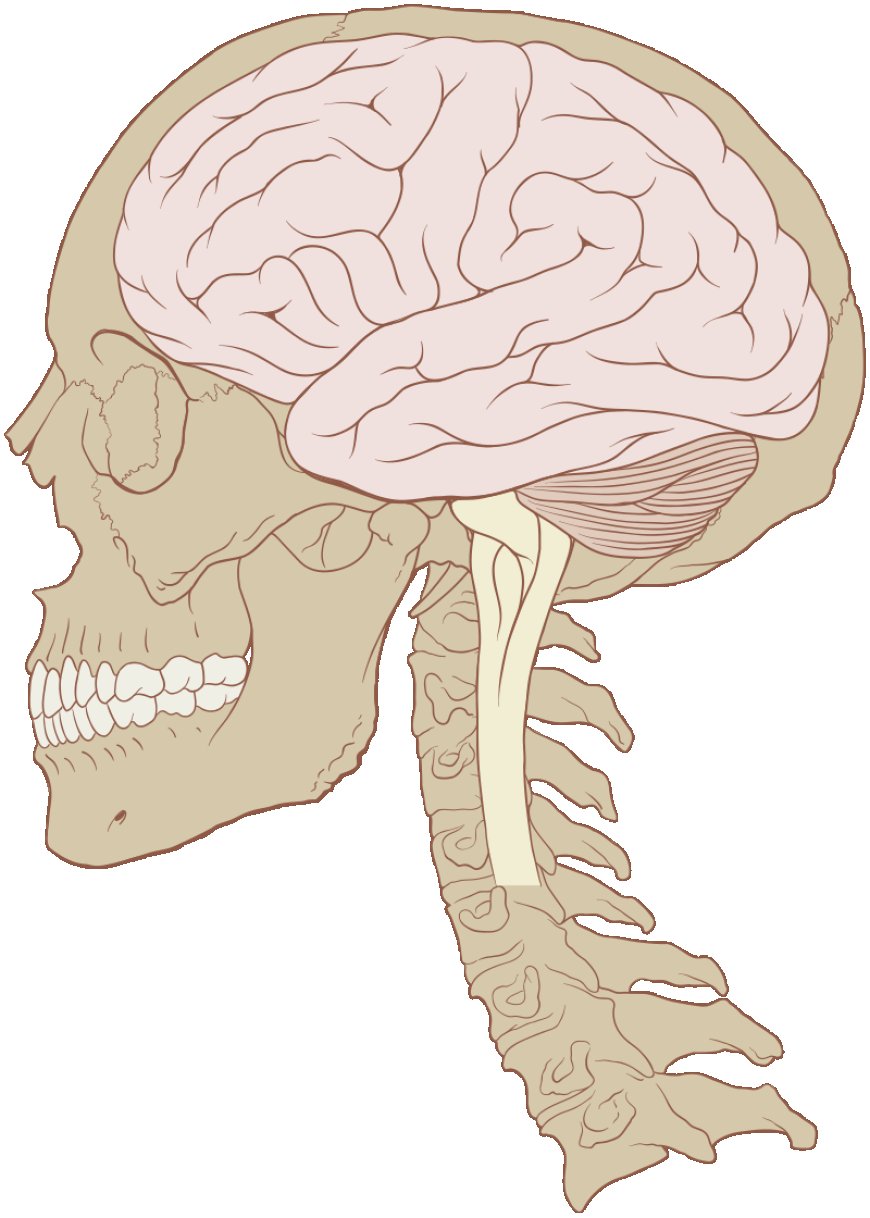 What effect does technology have on the humanbrain?