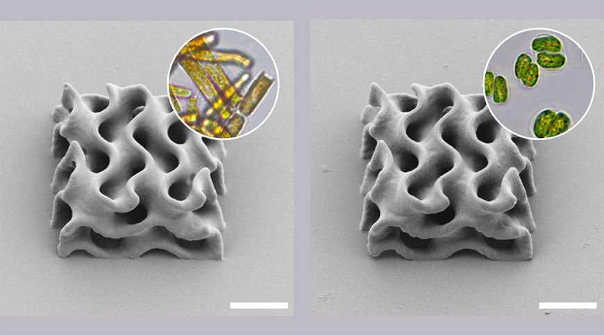 Microalgae turn green with 3D printing ink .