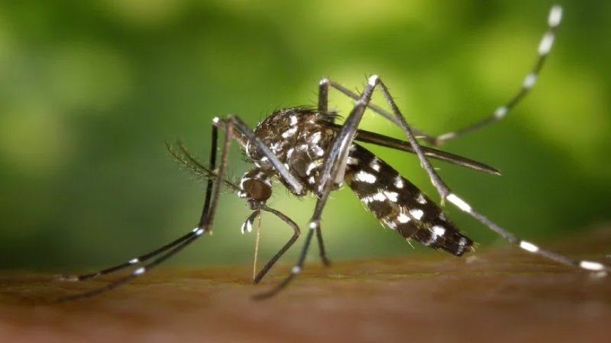 A comprehensive analysis of mosquito species and the diseases they transmit.