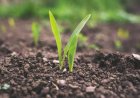 How soil microbes are losing the battle against crop diseases