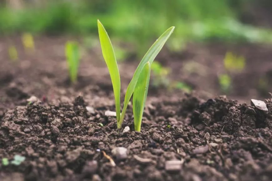 How soil microbes are losing the battle against crop diseases