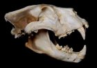 Discovery of Human DNA in Lions' Teeth Unveils a Grim Historical Truth