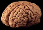 What's so special about the human brain?