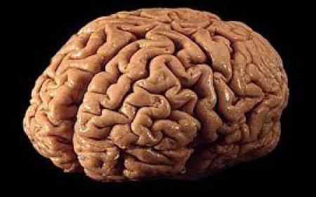 What's so special about the human brain?